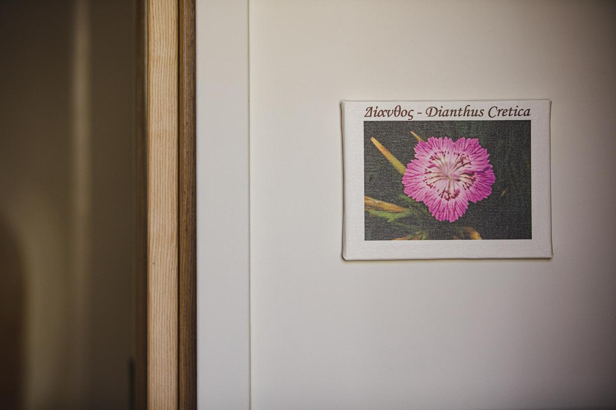 Junior Suite - Dianthus