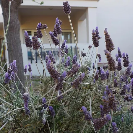 Olive House-3