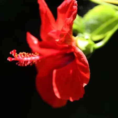 Elpida Downtown Garden Villa - Historic Home, Chania Center-2